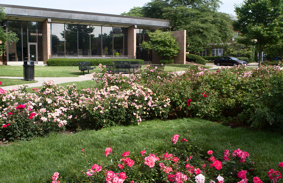 Rose Garden and Library