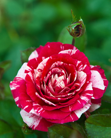Rose in Rose Garden